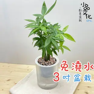 【小品文化】森林馬拉巴栗【現貨】3吋條紋圓免澆水盆栽 懶人盆栽 觀葉植物 室內植物 自動吸水 創意花盆 居家辦公盆花