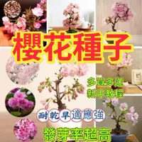 在飛比找蝦皮購物優惠-🔥✨蝦皮熱銷【開發票】收据【櫻花種子】盆栽櫻花種子 微型櫻花