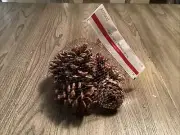 Ashland Pinecones 7pc Qty 1 New