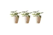 3x Northcote Pottery Leonard 20x18cm Self Watering Plant Pot Garden Decor Wht