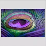 Purple Peacock Feather Wall Art Canvas Unframed Print Art