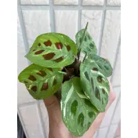 在飛比找蝦皮購物優惠-｜CPJ植物園🌱｜Maranta Leuconeura va