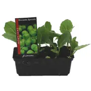 Brussels Sprouts Punnet - Brassica oleracea var. gemmifera