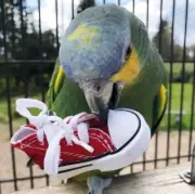 Super Bird Creations Sneakers Bird Toy SB1058 (4 Pack) Bird Toy Foraging Toy