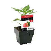 100mm Capsicum Delight - Capsicum annuum