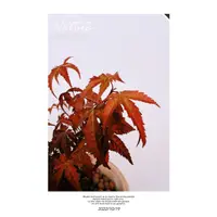在飛比找蝦皮購物優惠-樹學園藝-紅楓全系列/5寸/英國紅楓/日本紅楓/美國紅楓