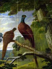A PHEASANT COCK AND HEN Tile Mural Kitchen Bathroom Wall Backsplash Art 12.75x17