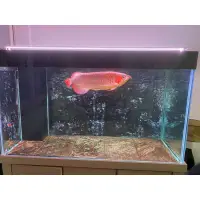 在飛比找蝦皮購物優惠-【魚樂城水族精品】【台灣製】超頂級神奇龍魚烤色燈、增艷燈、藍