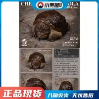 在飛比找Yahoo!奇摩拍賣優惠-極致優品 【新品上市】動物星球 心寬體胖系列 佛鱷 黃緣 墨