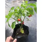 BABY BELL PEPPER - 達拉甜胡椒 - 迷你甜椒