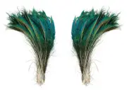 100 Peacock Sword Feathers Natural Green Iridescent L or R side 15-25" PS25