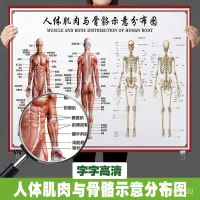 在飛比找蝦皮購物優惠-店長推薦🔥人體骨骼圖掛圖器官內臟結構圖海報脊柱圖解肌分佈解剖