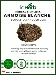 50-500 gr DRIED Armoise Blanche Leucas Lavandulifolia ORGANIC NATURAL