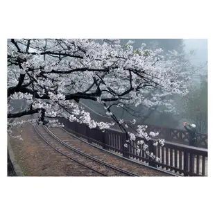 【人人】明信片 ４張一套『阿里山櫻花』 人人出版官方商城 D0010