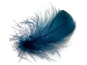 80 Feathers - Teal Blue Goose Coquille Loose Plumage Halloween Wedding Supply