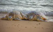 Relaxing Sea Turtle Beach Buddies Peace Scene Floating Canvas 16x24 Christmas