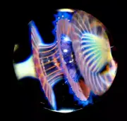 RYAN WHITMORE GLASS MARBLE/1.580"-OUTSTANDING TRIPLE 1000 PETAL DESIGN/STUNNER