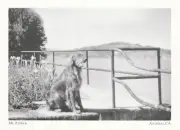"Mr. Patrick" /Only Dog Ever To Live In Alcatraz- *California (Postcard) -C92}-