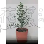 花幫派_香草植物—藍冰桉(尤加利)--多花桉(尤加利)~小葉(尤加利)~變異桉~彩虹桉~心葉桉~水滴桉/5吋