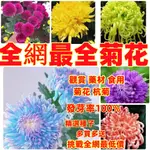 🔥🔥 【菊花種子大全】菊花種子 多款重瓣杭菊 可食用 觀賞花卉種子 四季耐寒園藝陽台庭院盆栽 觀賞花種子 好養易活花卉