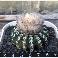 在飛比找蝦皮購物優惠-糸·嶼 / Discocactus Horstii Vari