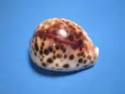 Cypraea tigris (Linnaeus,1758) "CYCLOP BLOTCH" (60.4mm)