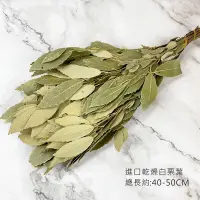 在飛比找松果購物優惠-進口白栗葉 -乾燥花配草 不凋乾燥花圈 乾燥花束 不凋花 拍