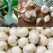 Onion - Early White Grano seeds