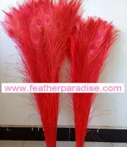 Dyed and bleached Peacock Eye Feathers 40-45 inch 12 Pieces - Red (GA, USA)