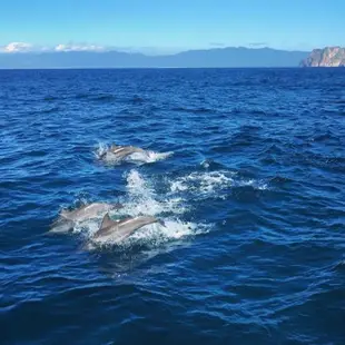 (宜蘭)噶瑪蘭號 賞鯨+環龜山島+登島成人票