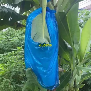 ✨農用特賣✨廠家直銷不銹鋼香蕉套袋器香蕉專用套袋專用橡皮筋