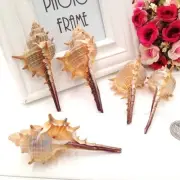 5PCS Natural Sea Snail Long Spiral Shell Screw Conch Murex Ornament Decor 6-10cm