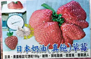 [日本奶油草莓盆栽 真飽草莓 巨無霸草莓盆栽 超大草莓] 4-5寸盆 新品種草莓苗 ～季節限定~ 先確認有沒有貨再下標!