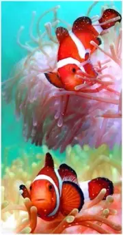 30x60" Clownfish Premium Velour Beach Towel