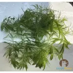 GOGOMARK【金魚草】金魚藻 水中葉 肥料植物 耐熱 新手草 簡單種植 入門 水草