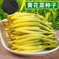 在飛比找蝦皮購物優惠-現貨、種子 【黃花菜種子】四季播種野菜種籽金針菜天然補腦菜安