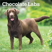 2025 Labrador Retrievers Chocolate Wall Calendar