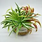 Plastic Silk Chlorophytum Branch Simulation Chlorophytum Home Garden Decor