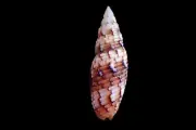 Sea shell - Sabricola variegata- 42mm