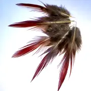 5pcs 6.5cm Set Natural Red Tip Lady Amherst Pheasant Feathers DIY Craft Jewelery