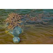 Save 5.00%! Tajmahal overnight tour with Alligators Safari