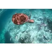 Save 25.00%! Half Day Shared Tour in Cenote Cave and Swimming with Turtles