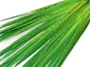 50 Feathers 18-22" Lime Green Long Ringneck Pheasant Tail Wholesale Halloween