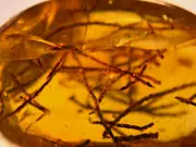 A101 BU1486 Strands of Snail Feces in authentic Burmese Amber (Myanmar) 99 mya