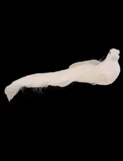 WHITE Bird Clip with Feathered Tail 30cm