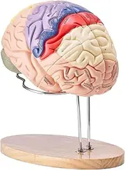 2X Life-Size Human Brain Model Anatomy – 4-Part Detachable Brain Model with Labels, Human Anatomy Model for Medical Study, Neuroscience Teaching, Science Research & Skeleton Model
