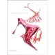 Manolo Blahnik Drawings