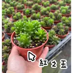 【丸肉～園藝】多肉植物 組合盆栽 辦公室植物 桌上盆栽