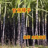 在飛比找蝦皮購物優惠-【種子之家】甘蔗種子 高糖甜稈種子 高產種植水果種子 適合南