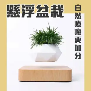 【神奇！懸空的植物擺飾】懸浮盆栽(磁浮 植栽 布置 花盆 觀葉 造景 送禮 交換禮物 入厝禮 多肉)